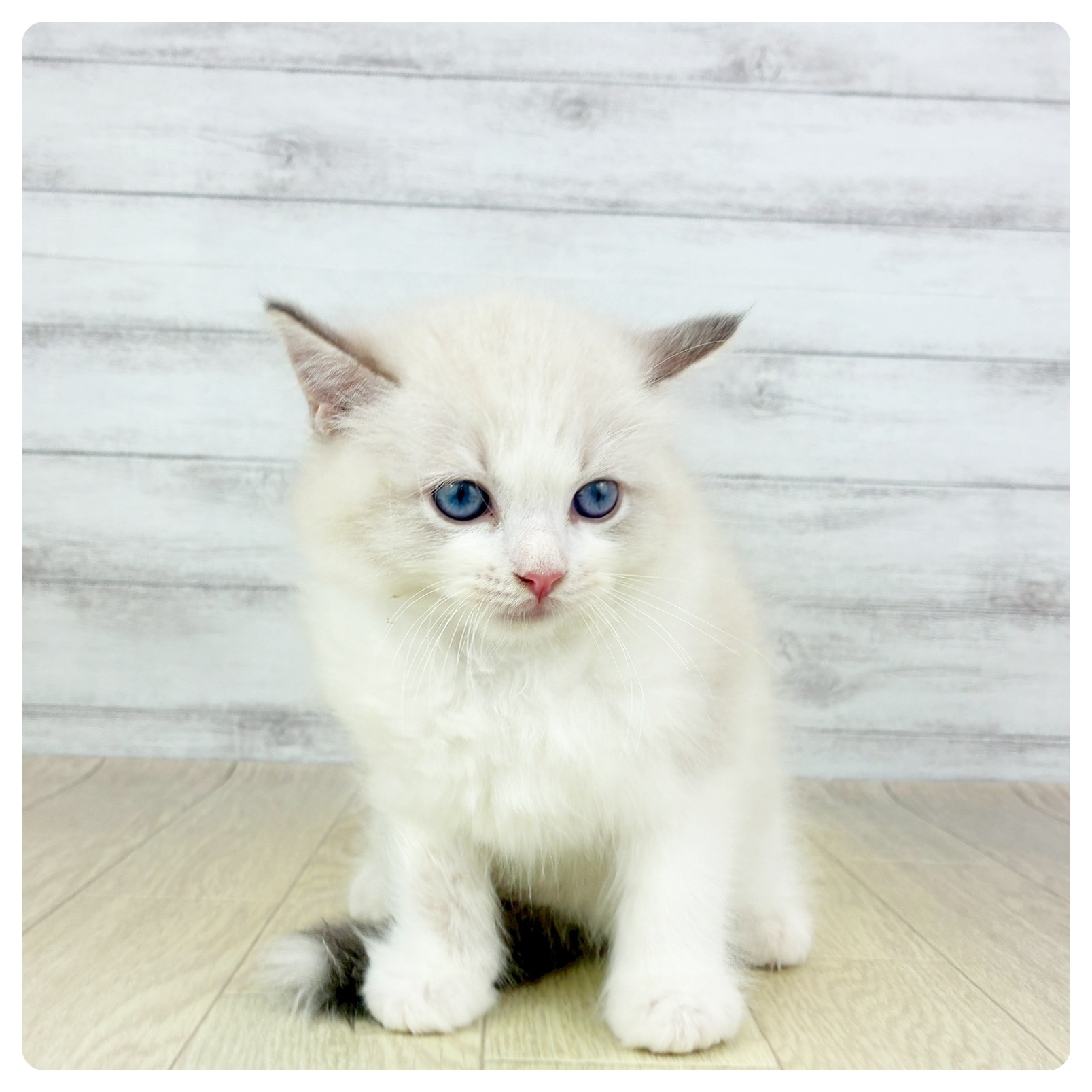 福井県のラグドール (犬の家＆猫の里福井店/2025年8月8日生まれ/男の子/ブルーポイントバイカラー)の子猫の2枚目の画像
