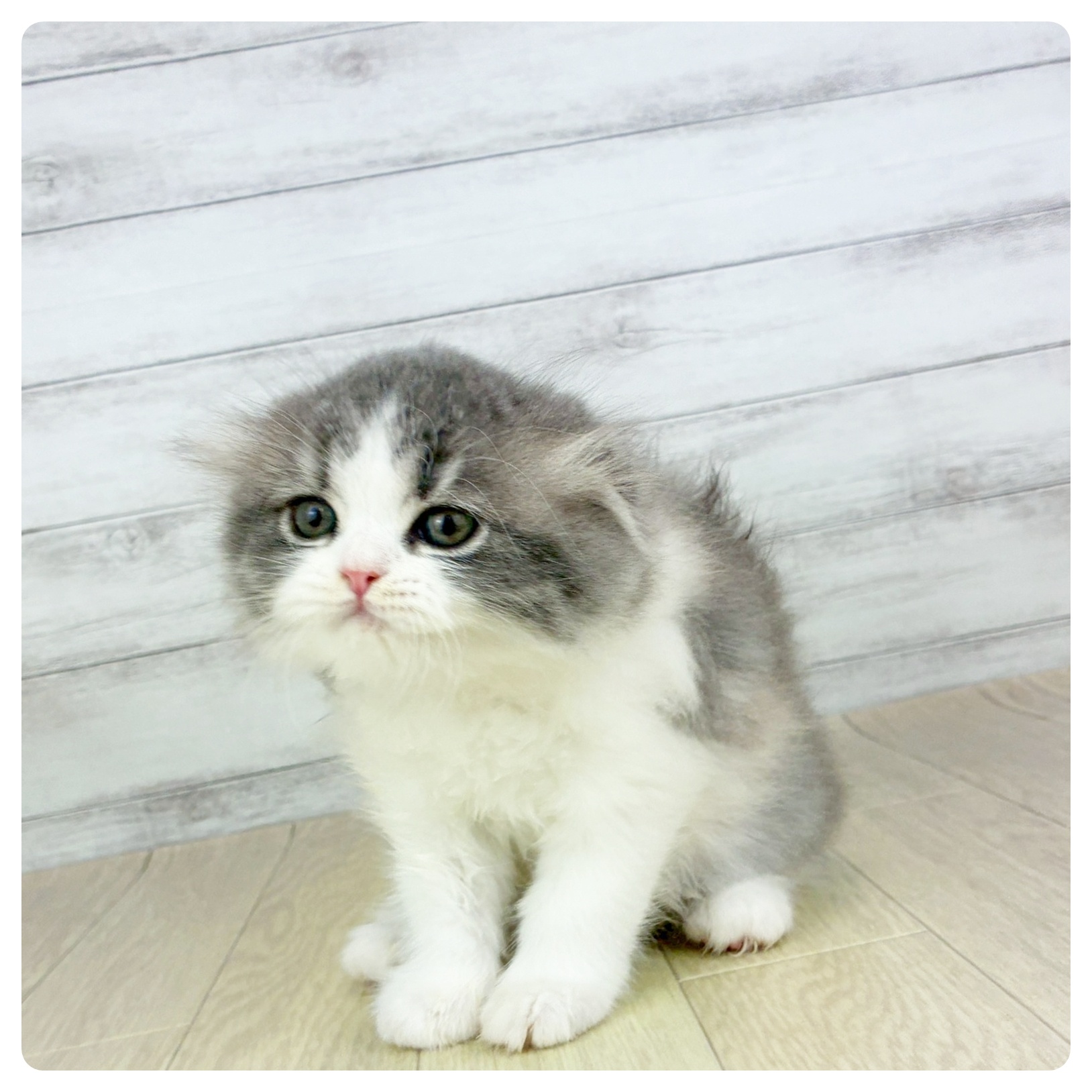 愛知県のスコティッシュフォールド (犬の家＆猫の里MiO香久山店/2025年8月10日生まれ/女の子/ブルーパッチドタビーホワイト)の子猫の2枚目の画像