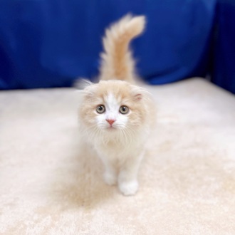 愛知県のスコティッシュフォールド (犬の家＆猫の里一宮店/2025年8月4日生まれ/男の子/クリームタビーホワイト)の子猫の1枚目の画像