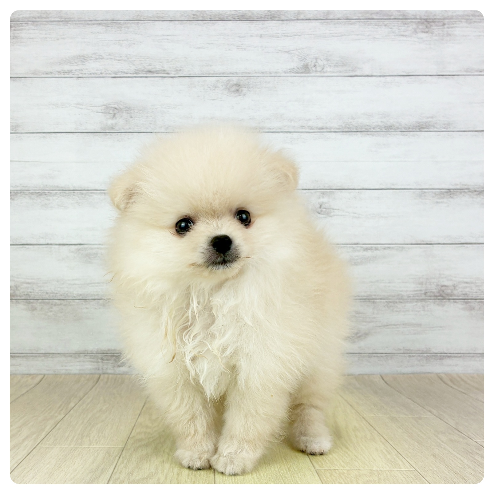 愛知県のポメラニアン (犬の家＆猫の里春日井本店/2025年8月8日生まれ/男の子/クリーム)の子犬