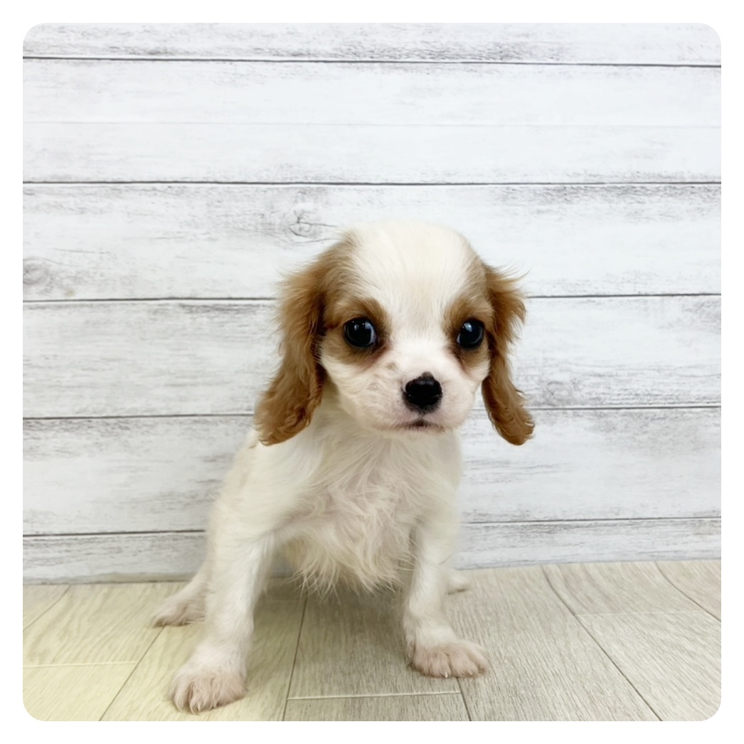 愛知県のキャバリアキングチャールズスパニエル (犬の家＆猫の里七宝店/2025年8月3日生まれ/男の子/ブレンハイム)の子犬の3枚目の画像
