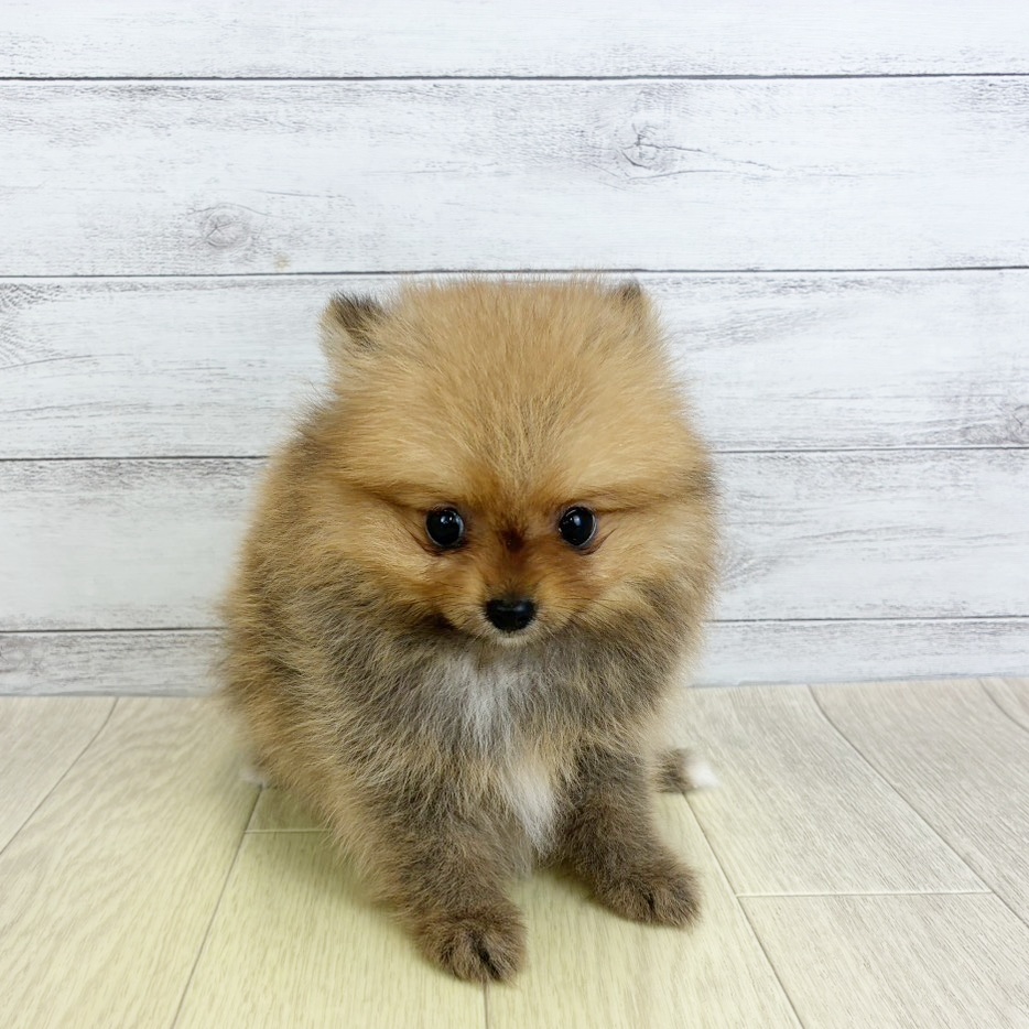 富山県のポメラニアン (犬の家＆猫の里アミーゴ山室店/2025年8月8日生まれ/女の子/オレンジセーブル)の子犬の2枚目の画像
