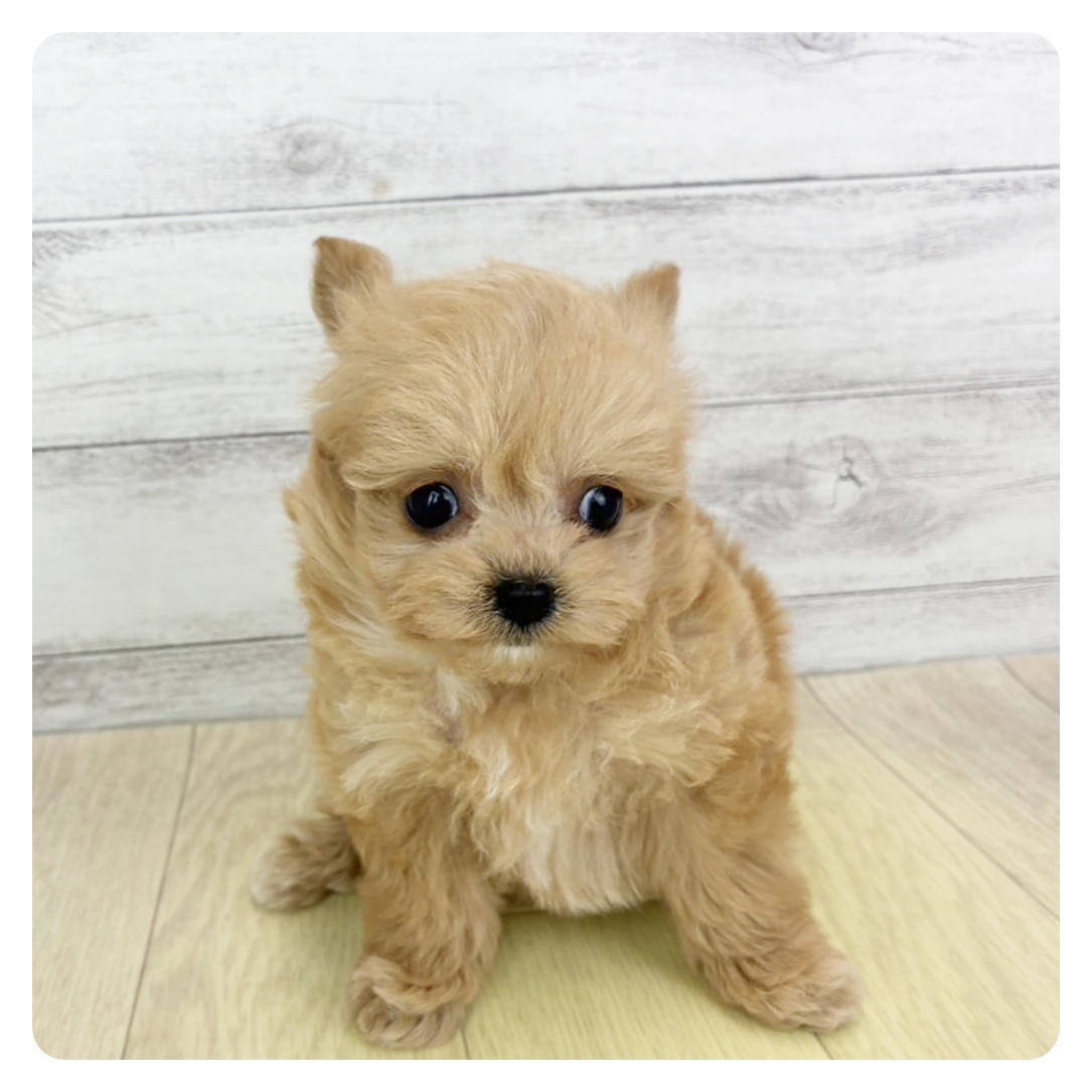 愛知県のチワプー/プーチー(チワワ×プードル) (犬の家＆猫の里アミーゴ神の倉店/2025年8月1日生まれ/女の子/クリーム)の子犬