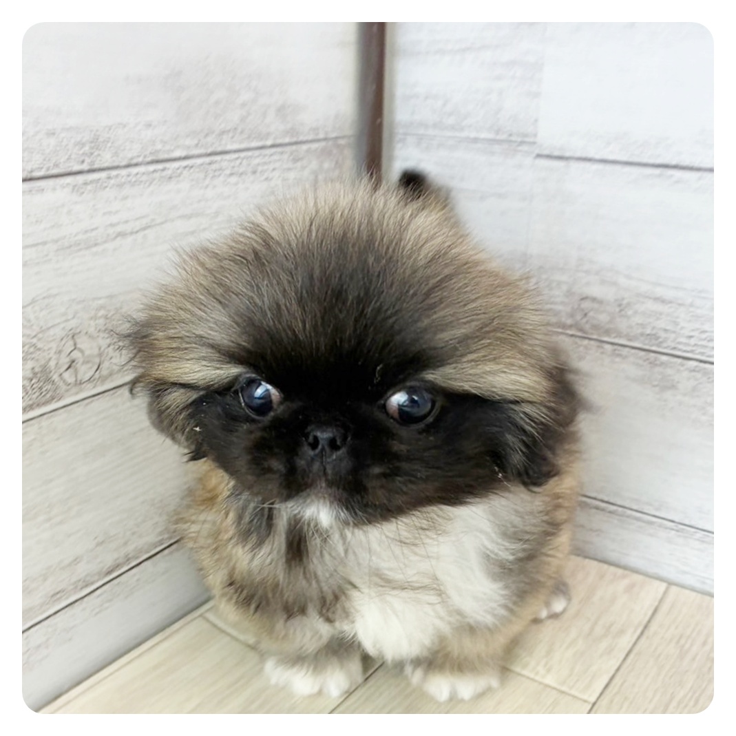 兵庫県のペキニーズ (犬の家&猫の里ゆめタウン姫路店/2025年8月10日生まれ/女の子/フォーンホワイト)の子犬