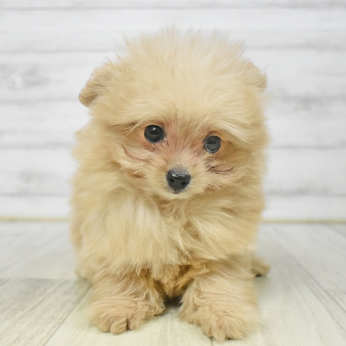 静岡県のポメプー(ポメラニアン×プードル) (犬の家＆猫の里富士店/2025年8月10日生まれ/女の子/クリーム)の子犬