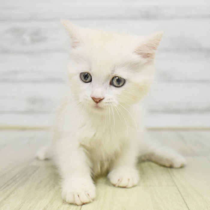 福井県のスコティッシュストレート (犬の家＆猫の里福井店/2025年8月12日生まれ/男の子/クリームタビーホワイト)の子猫の4枚目の画像