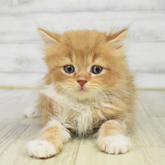 福井県のスコティッシュストレート (犬の家＆猫の里アミーゴ福井店/2025年8月12日生まれ/男の子/レッドホワイト)の子猫の2枚目の画像
