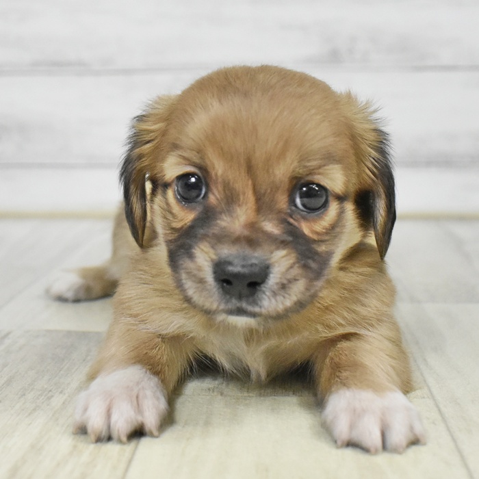 千葉県のチワックス(チワワ×ダックス) (犬の家＆猫の里ワンズモール稲毛店/2025年8月12日生まれ/男の子/レッド)の子犬の3枚目の画像
