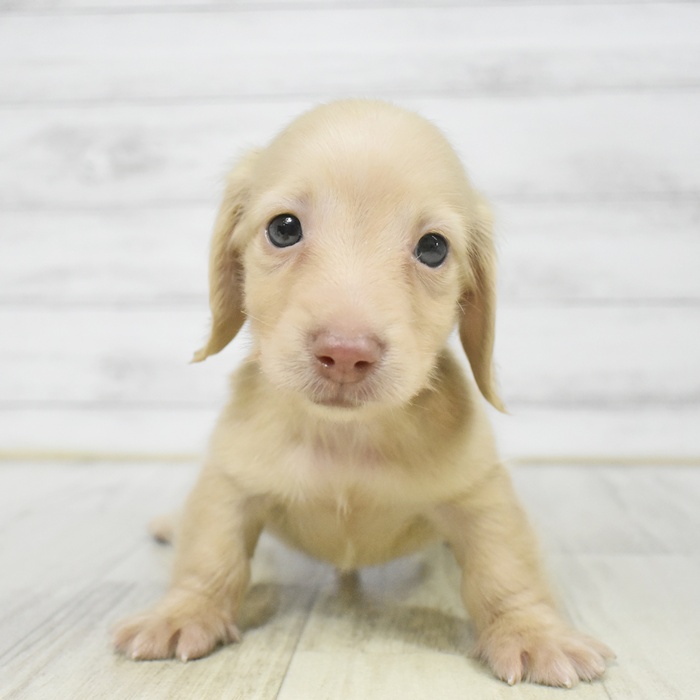 神奈川県のミニチュアダックスフンド(ロング) (犬の家＆猫の里相模原店/2025年8月12日生まれ/男の子/イエロー)の子犬