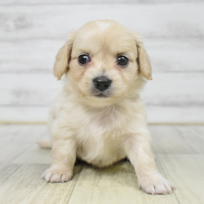 千葉県のチワックス(チワワ×ダックス) (犬の家＆猫の里BIGHOPガーデンモール印西店/2025年8月12日生まれ/男の子/クリームホワイト)の子犬の2枚目の画像