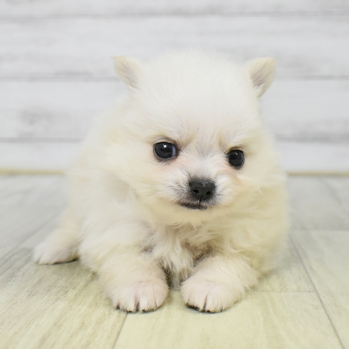 千葉県のポメチワ/チワポメ/ポメチー(ポメラニアン×チワワ) (犬の家＆猫の里ワンズモール稲毛店/2025年8月12日生まれ/女の子/クリーム)の子犬の4枚目の画像