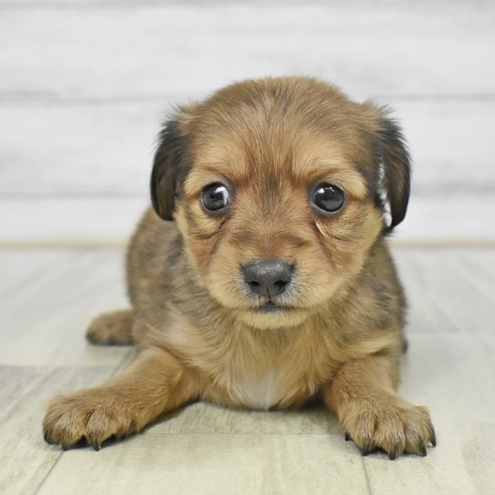 静岡県のチワックス(チワワ×ダックス) (犬の家＆猫の里プレ葉ウォーク浜北店/2025年8月10日生まれ/男の子/レッド)の子犬