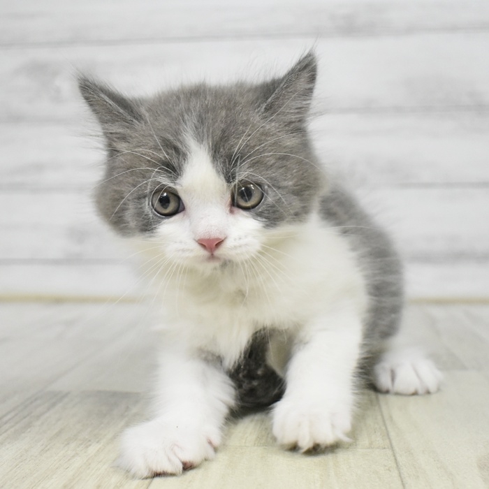 神奈川県のスコティッシュフォールド (犬の家＆猫の里モザイクモール港北店/2025年8月8日生まれ/男の子/ブルーホワイト)の子猫の3枚目の画像