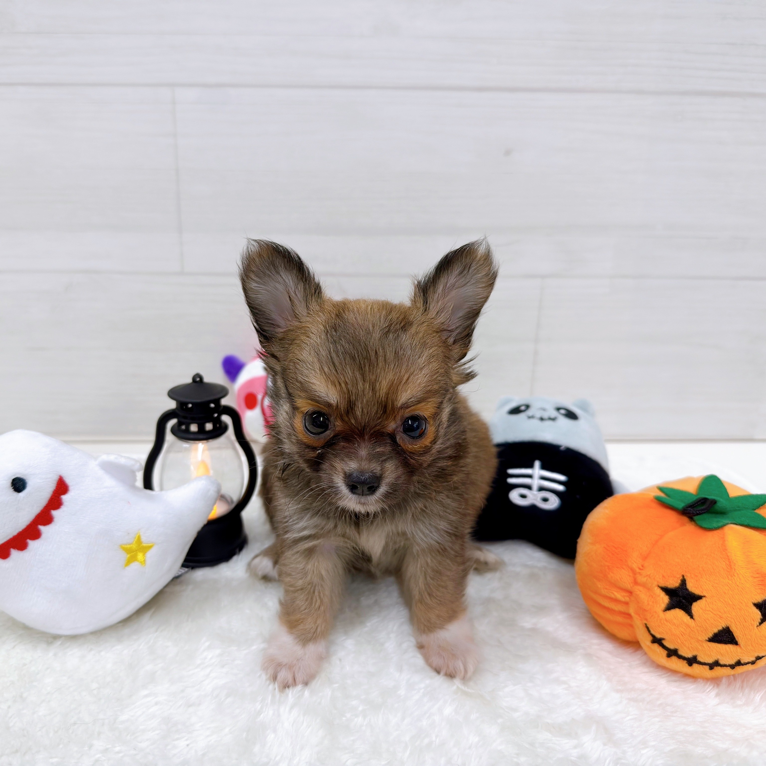 石川県のチワワ(ロング) (犬の家＆猫の里アミーゴ金沢おこばた店/2025年8月11日生まれ/女の子/フォーンホワイト)の子犬の1枚目の画像