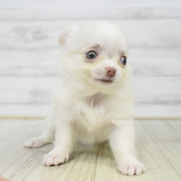 富山県のチワワ(ロング) (犬の家＆猫の里アミーゴ山室店/2025年8月12日生まれ/女の子/ホワイトクリーム)の子犬の2枚目の画像
