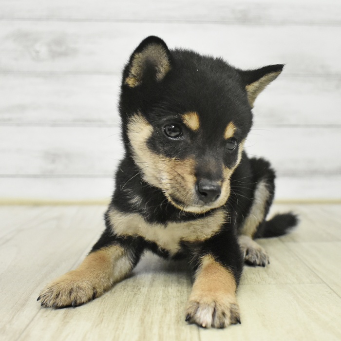 石川県の豆柴 (犬の家＆猫の里金沢店/2025年8月11日生まれ/女の子/黒)の子犬