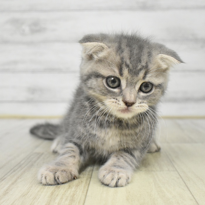 神奈川県のスコティッシュフォールド (犬の家＆猫の里元住吉ブレーメン通り店/2025年8月12日生まれ/男の子/ブルータビー)の子猫の2枚目の画像