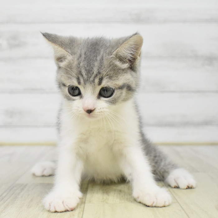 千葉県のスコティッシュフォールド (犬の家＆猫の里ワンズモール稲毛店/2025年8月12日生まれ/女の子/ブルータビーホワイト)の子猫の2枚目の画像