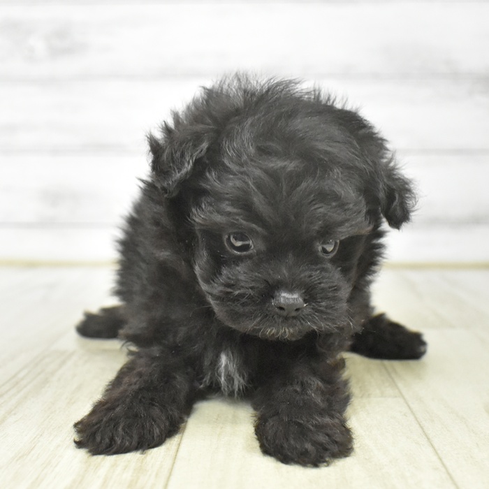 愛知県のポメプー(ポメラニアン×プードル) (犬の家＆猫の里MiO香久山店/2025年8月11日生まれ/男の子/ブラックホワイト)の子犬の2枚目の画像