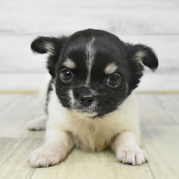 静岡県のチワワ(ロング) (犬の家＆猫の里プレ葉ウォーク浜北店/2025年8月11日生まれ/男の子/ブラックタンホワイト)の子犬