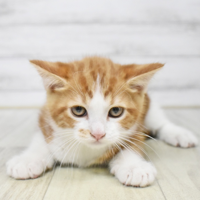 神奈川県のマンチカン (犬の家＆猫の里相模原店/2025年8月11日生まれ/男の子/レッドタビー)の子猫の2枚目の画像