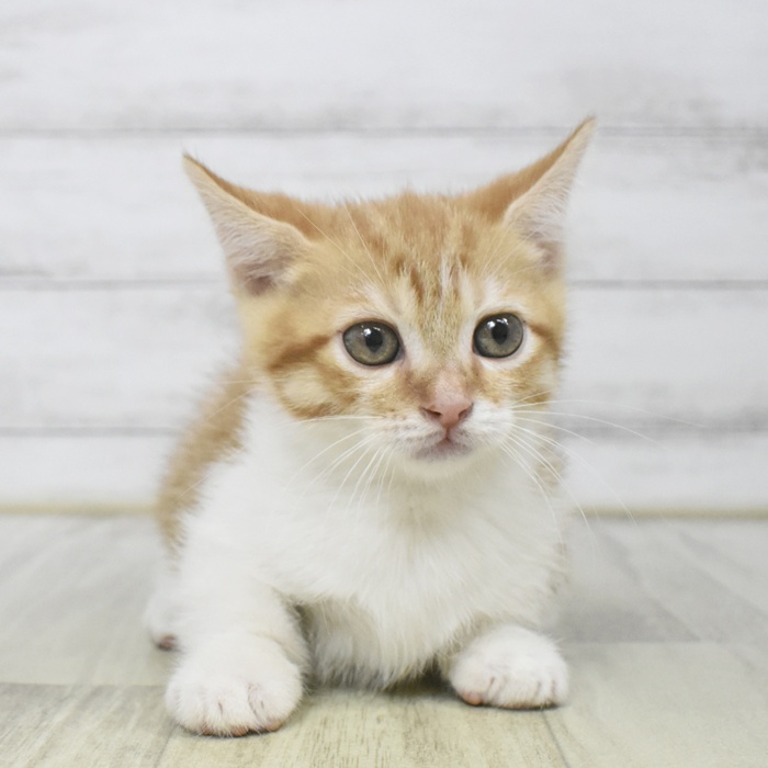 長野県のマンチカン (犬の家＆猫の里カインズ梓川店/2025年8月11日生まれ/男の子/レッドタビーホワイト)の子猫の4枚目の画像