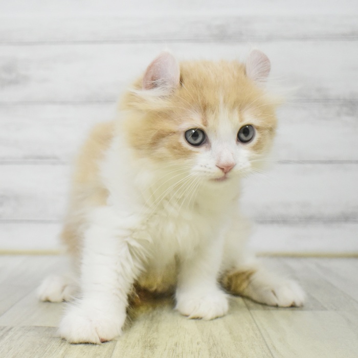 神奈川県のアメリカンカール (犬の家＆猫の里小田原店/2025年8月12日生まれ/男の子/クリームホワイト)の子猫の2枚目の画像