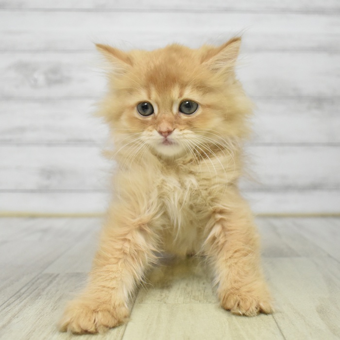 神奈川県のミヌエット (犬の家＆猫の里モザイクモール港北店/2025年8月9日生まれ/男の子/レッドタビー)の子猫の3枚目の画像