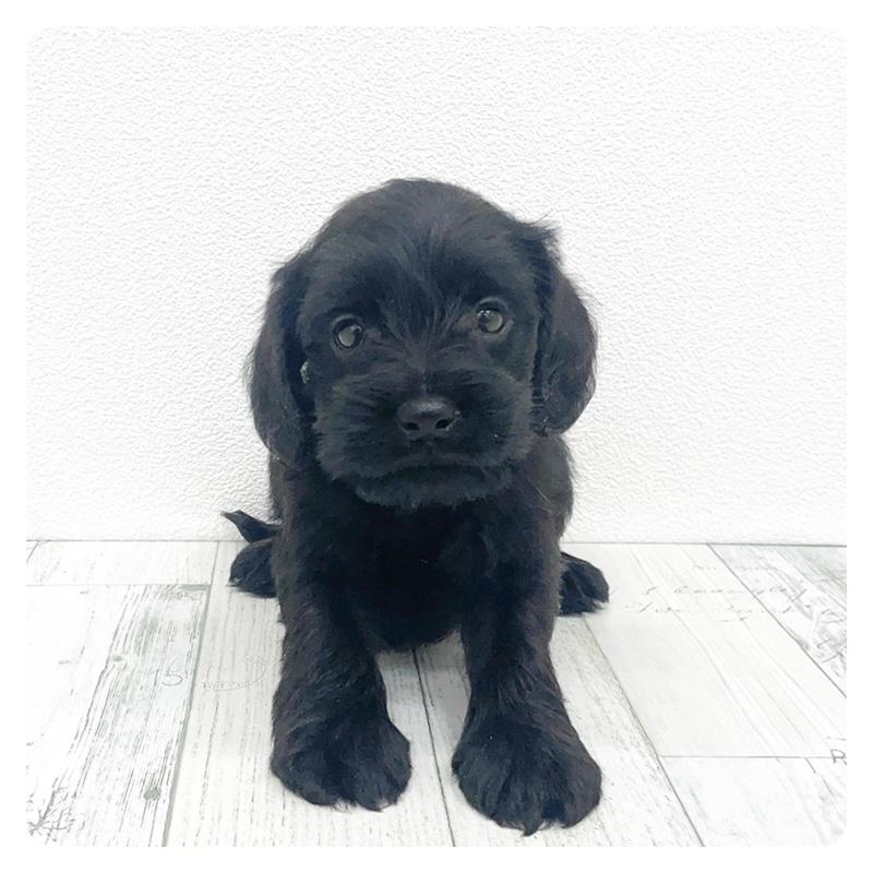 福岡県のハーフ犬・ミックス犬 (犬の家＆猫の里シュロアモール筑紫野店/2025年8月12日生まれ/男の子/ブラック)の子犬