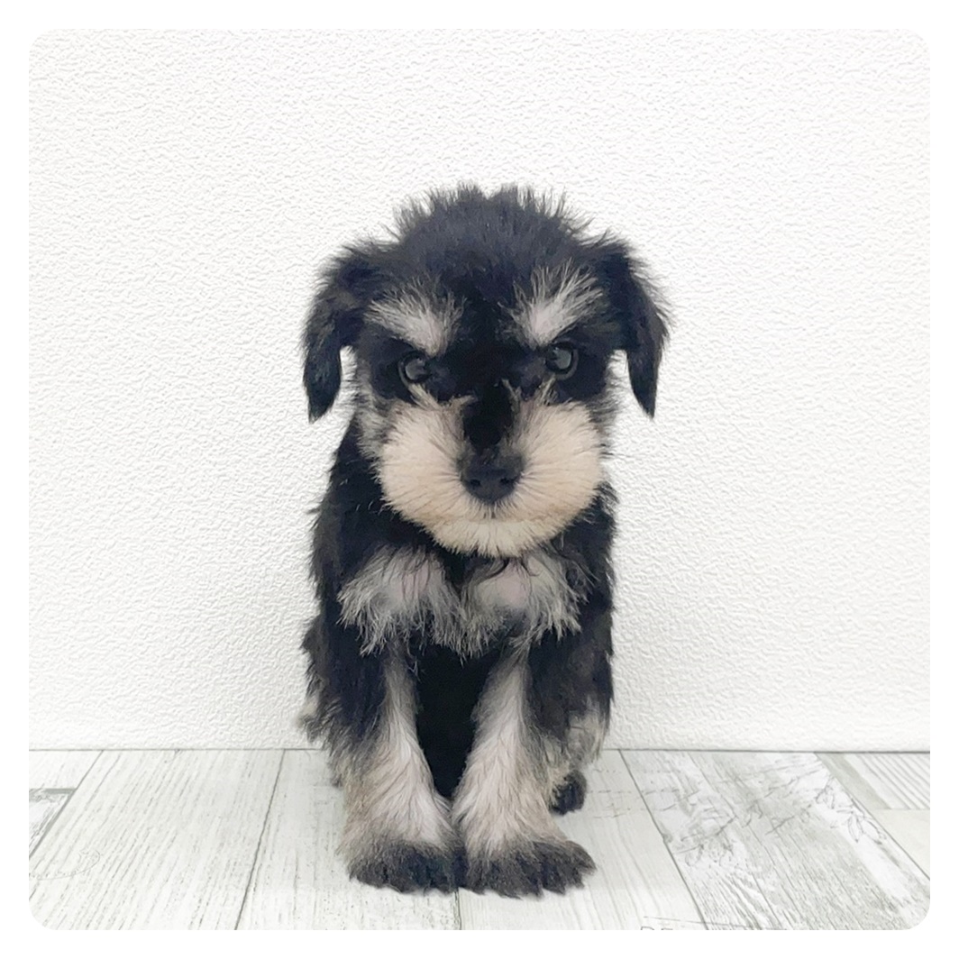 福岡県のミニチュアシュナウザー (犬の家＆猫の里トリアス久山店/2025年8月12日生まれ/男の子/ブラックシルバー)の子犬の4枚目の画像