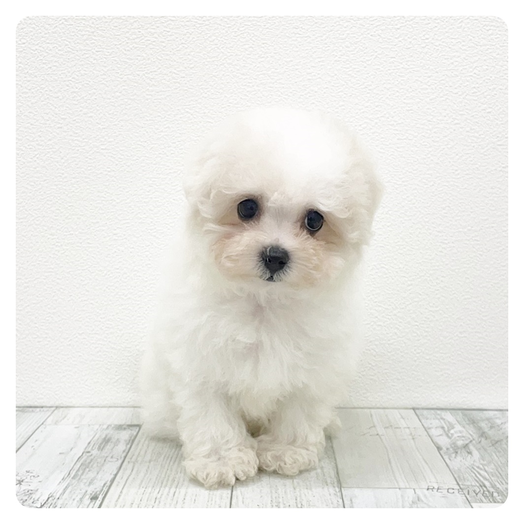 福岡県のハーフ犬・ミックス犬 (犬の家＆猫の里シュロアモール筑紫野店/2025年8月6日生まれ/女の子/ホワイト)の子犬