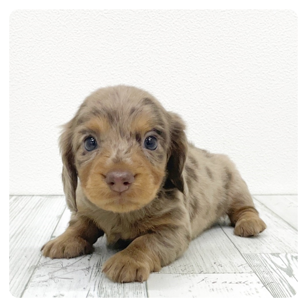 福岡県のミニチュアダックスフンド(ロング) (犬の家＆猫の里シュロアモール筑紫野店/2025年8月11日生まれ/男の子/チョコレートダップル)の子犬