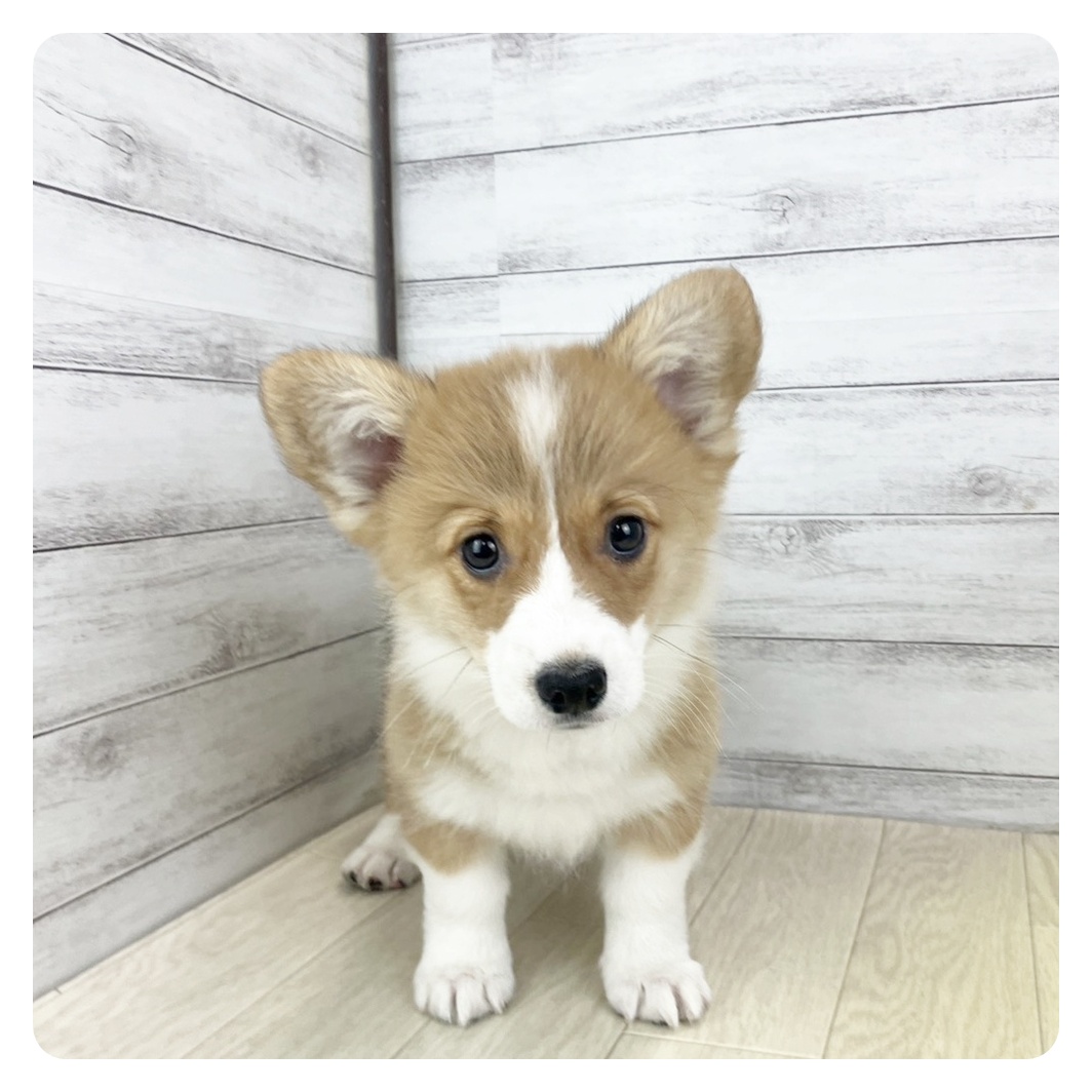 愛知県のウェルシュコーギーペンブローク (犬の家＆猫の里エアポートウォーク店/2025年8月6日生まれ/男の子/セーブルホワイト)の子犬の2枚目の画像