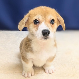 愛知県のウェルシュコーギーペンブローク (犬の家＆猫の里一宮店/2025年8月12日生まれ/男の子/レッドホワイト)の子犬の1枚目の画像