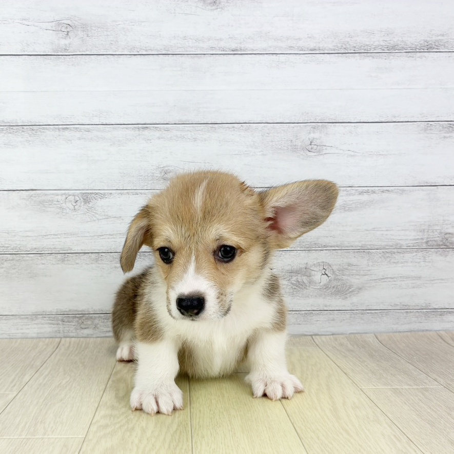 愛知県のウェルシュコーギーペンブローク (犬の家＆猫の里豊田店/2025年8月12日生まれ/男の子/レッドホワイト)の子犬の4枚目の画像
