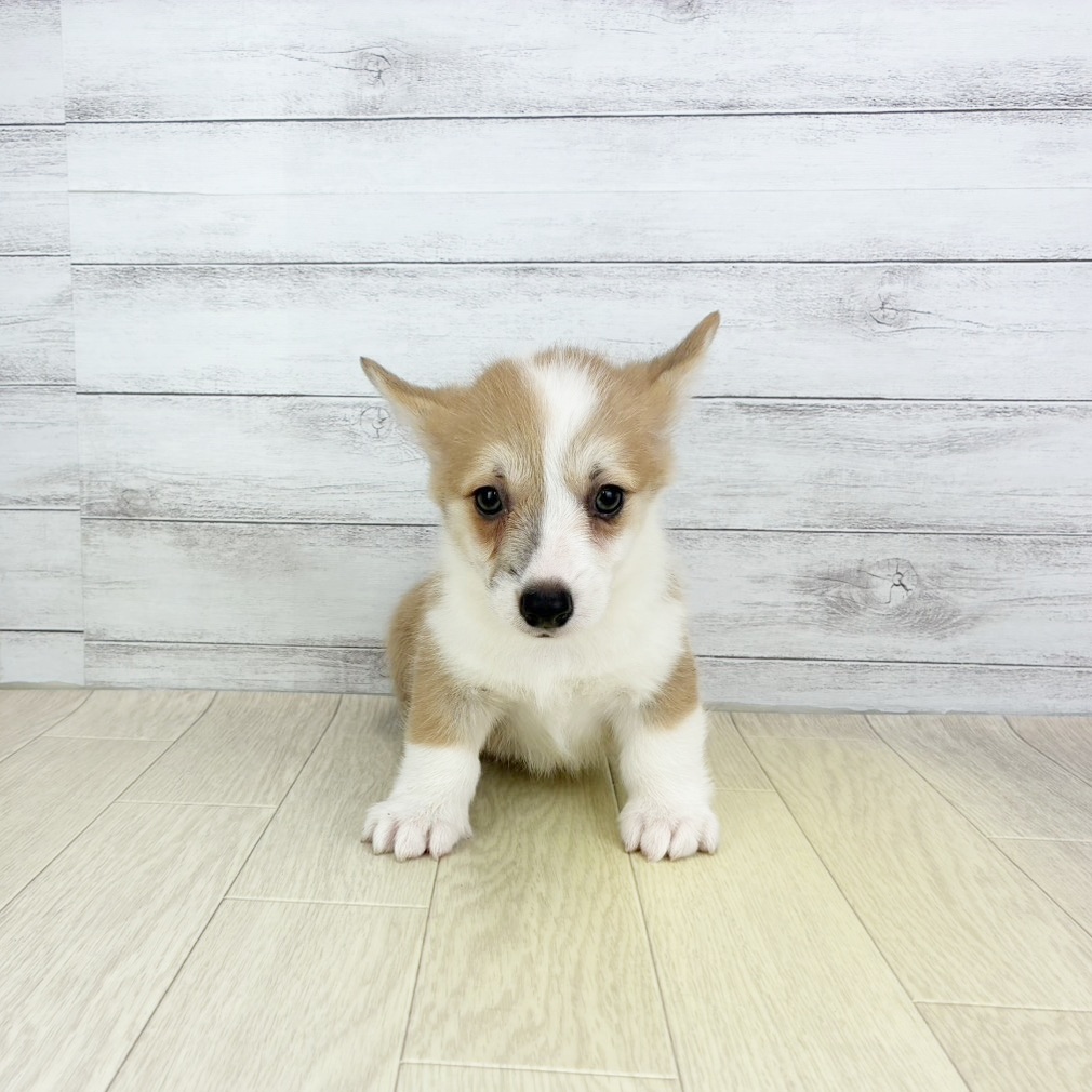 愛知県のウェルシュコーギーペンブローク (犬の家＆猫の里MiO香久山店/2025年8月12日生まれ/女の子/レッドホワイト)の子犬の3枚目の画像