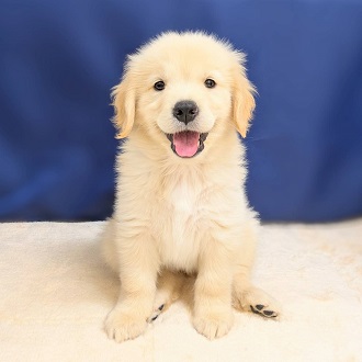 愛知県のゴールデンレトリバー (犬の家&猫の里一宮店/2025年8月13日生まれ/女の子/ゴールデン)の子犬