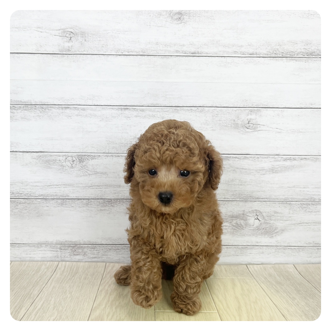 愛知県のトイプードル(トイ) (犬の家＆猫の里七宝店/2025年8月13日生まれ/男の子/レッド)の子犬