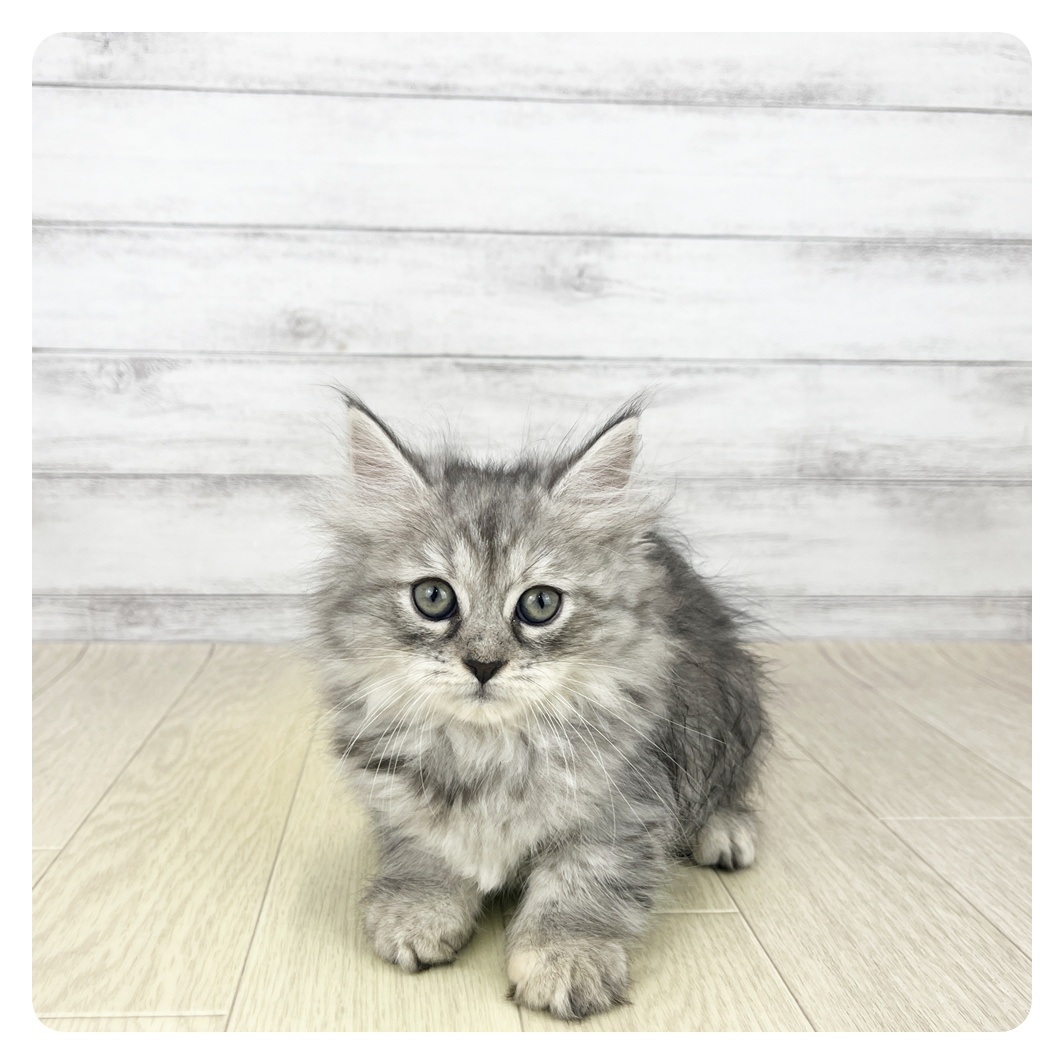 福井県のサイベリアン (犬の家＆猫の里アミーゴ福井店/2025年8月8日生まれ/女の子/シルバーパッチドタビーホワイト)の子猫の4枚目の画像