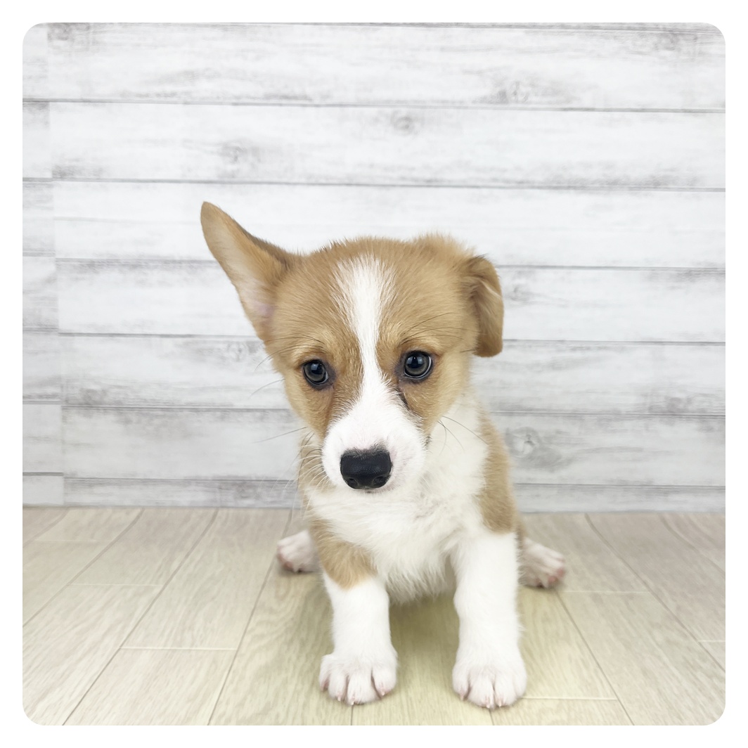 岐阜県のウェルシュコーギーペンブローク (犬の家＆猫の里カラフルタウン岐阜店/2025年8月8日生まれ/女の子/レッドホワイト)の子犬の2枚目の画像