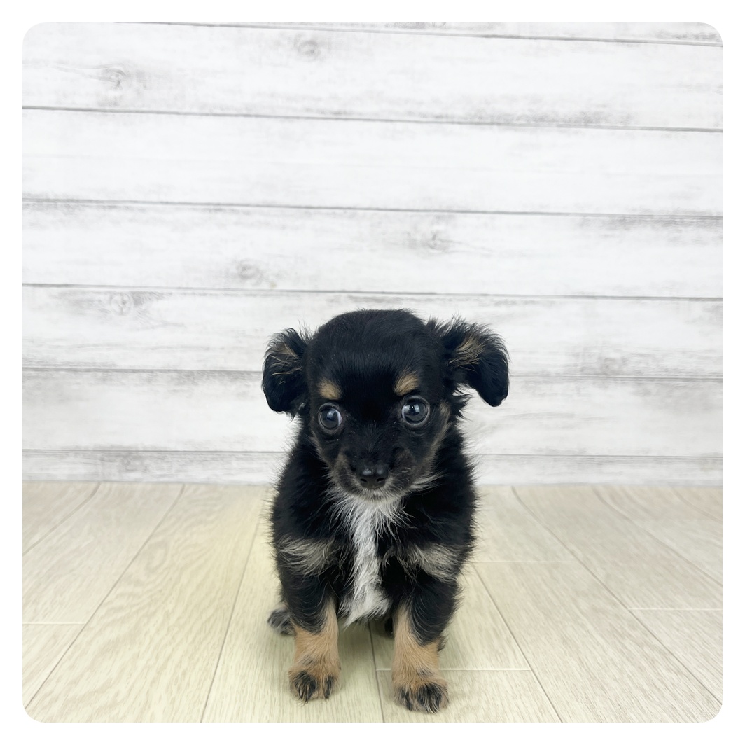 愛知県のチワックス(チワワ×ダックス) (犬の家＆猫の里エアポートウォーク店/2025年8月12日生まれ/女の子/ブラックタン)の子犬
