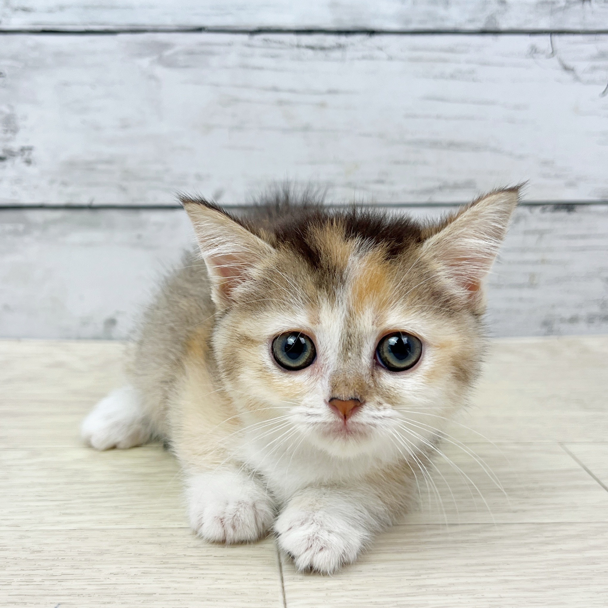 滋賀県のマンチカン (犬の家＆猫の里近江八幡店/2025年8月14日生まれ/女の子/ブラウンパッチドタビー)の子猫の2枚目の画像
