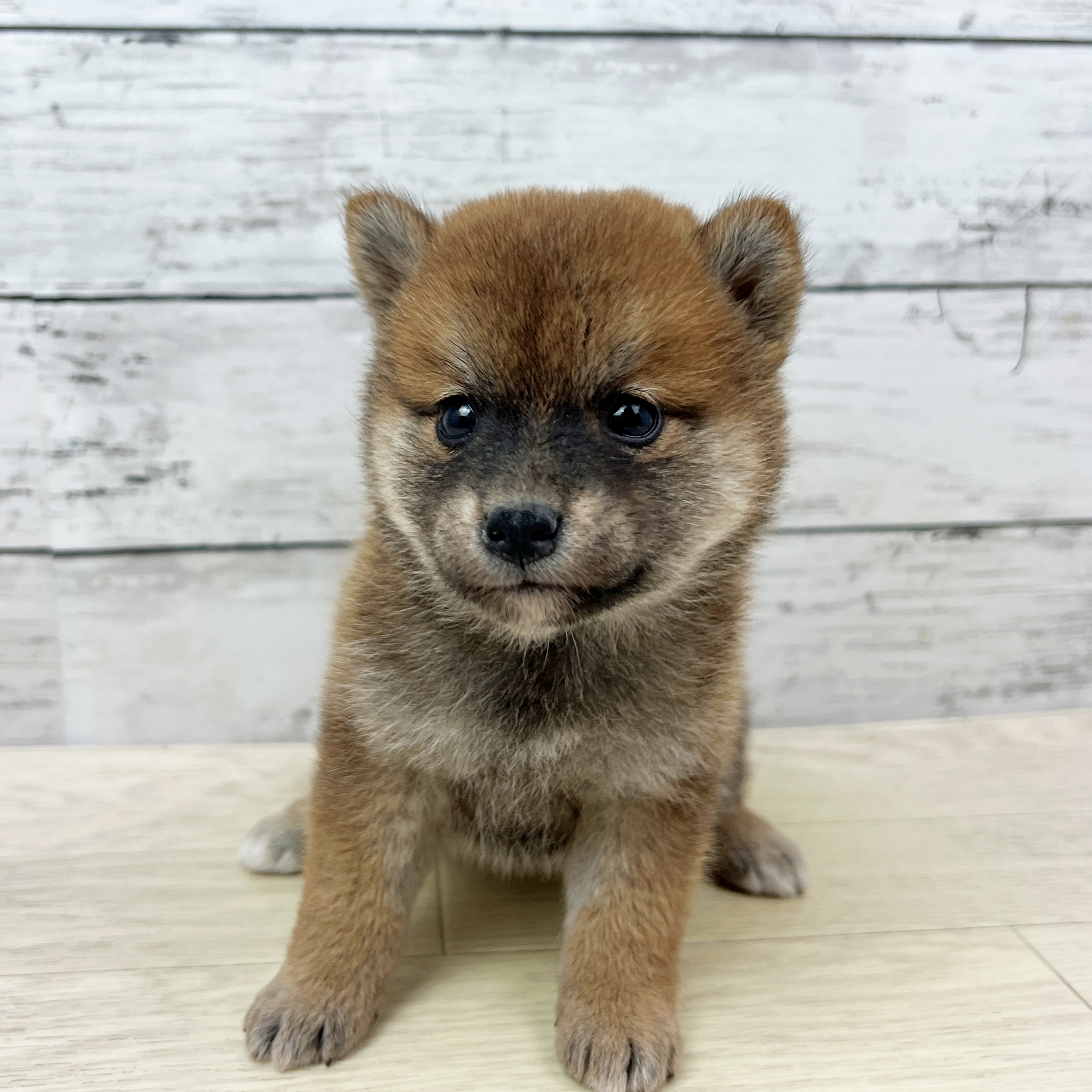 滋賀県の柴犬(標準サイズ) (犬の家＆猫の里近江八幡店/2025年8月1日生まれ/女の子/赤)の子犬