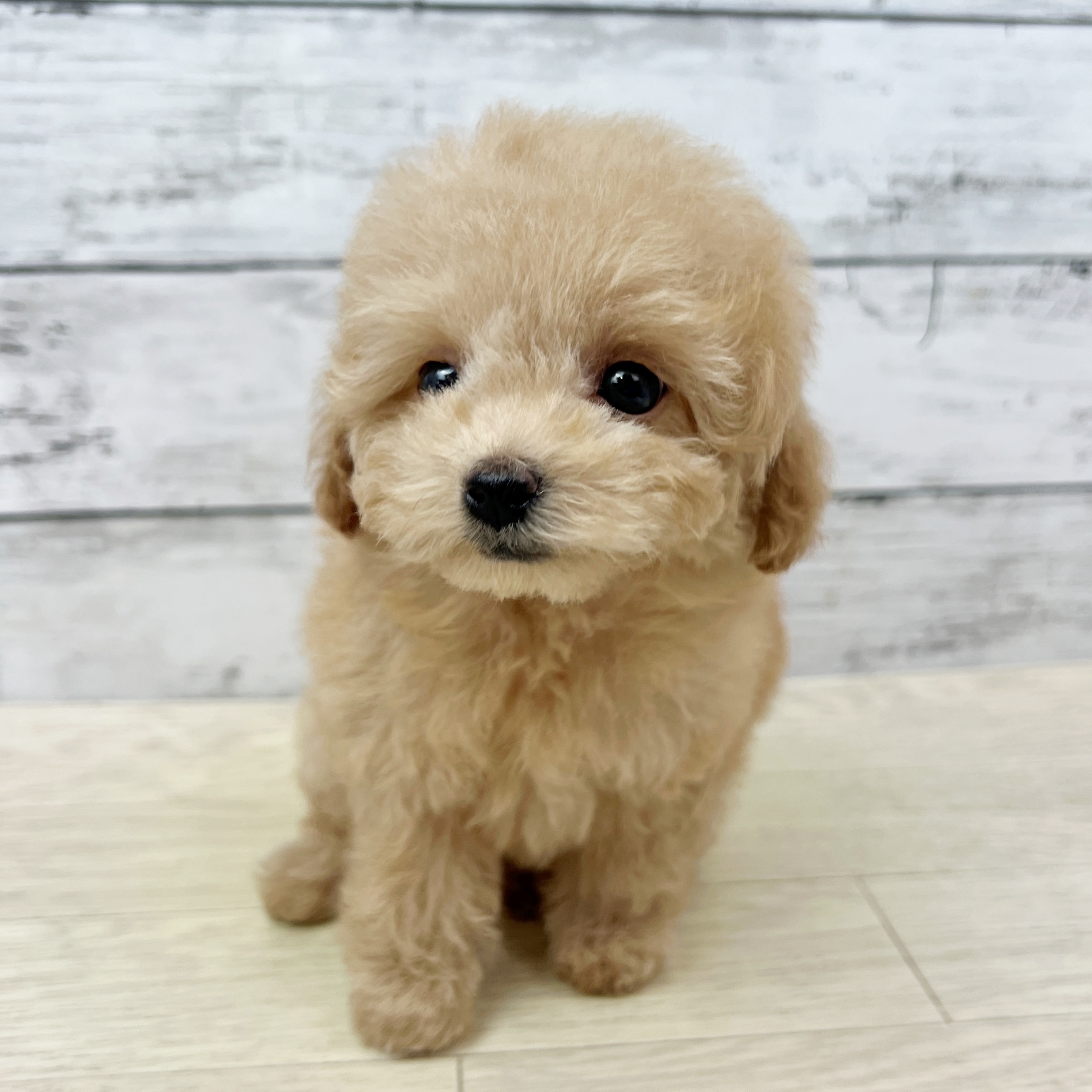 兵庫県のトイプードル(トイ) (犬の家＆猫の里川西店/2025年8月14日生まれ/女の子/ペールフォーン)の子犬
