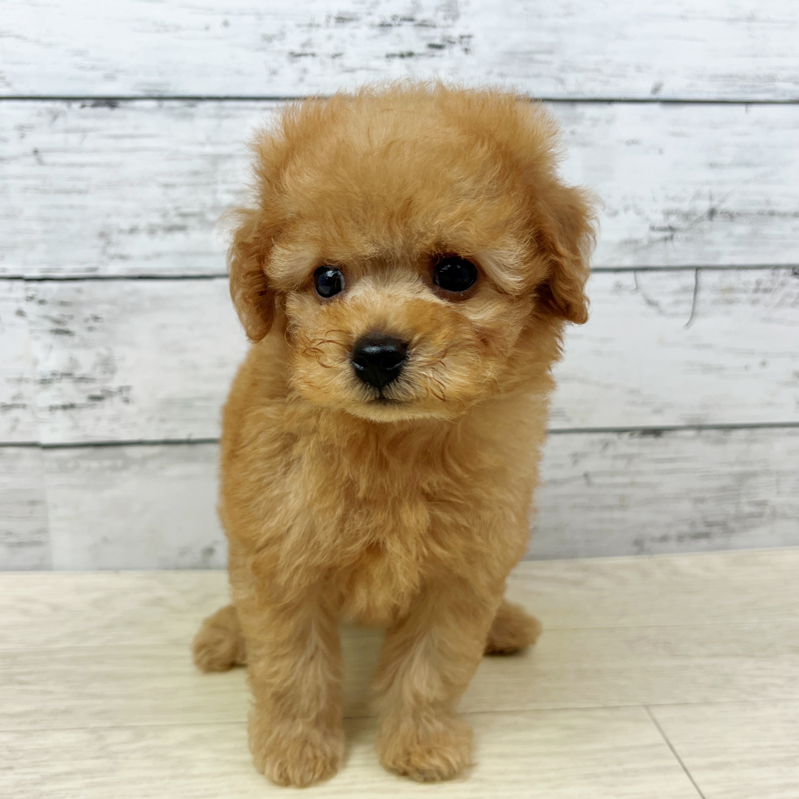 兵庫県のトイプードル(トイ) (犬の家＆猫の里川西店/2025年8月14日生まれ/男の子/オレンジフォーン)の子犬