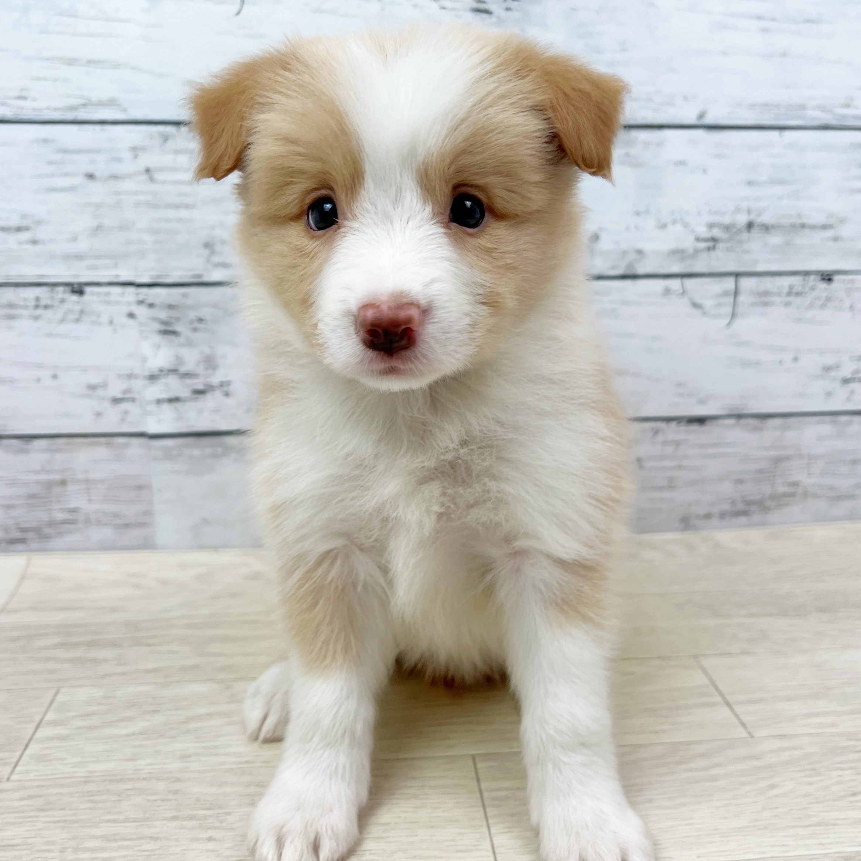 兵庫県のボーダーコリー (犬の家＆猫の里ニッケパークタウン加古川店/2025年8月13日生まれ/女の子/レッドホワイト)の子犬の2枚目の画像