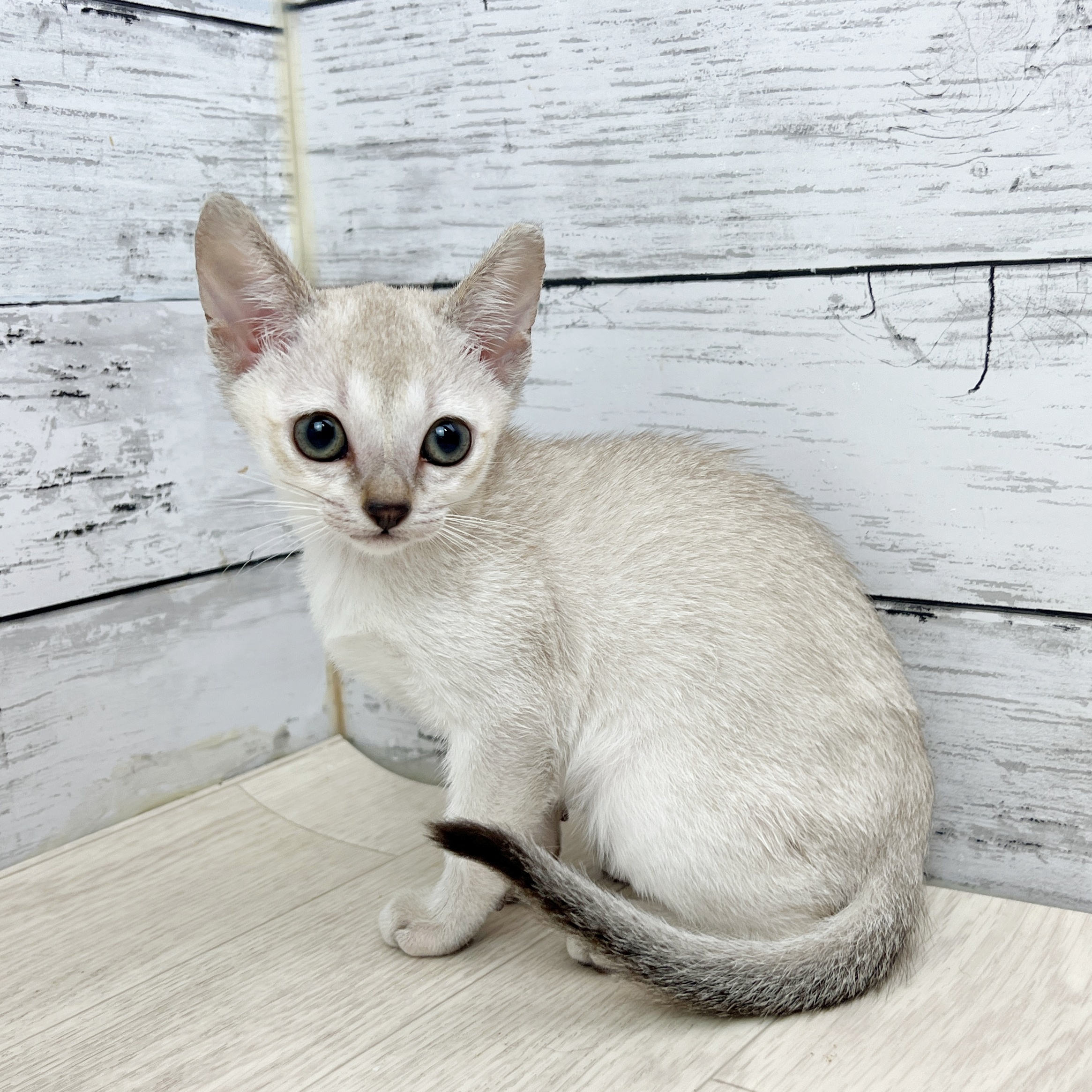 滋賀県のシンガプーラ (犬の家＆猫の里近江八幡店/2025年8月2日生まれ/女の子/セピアアグーティ)の子猫の2枚目の画像
