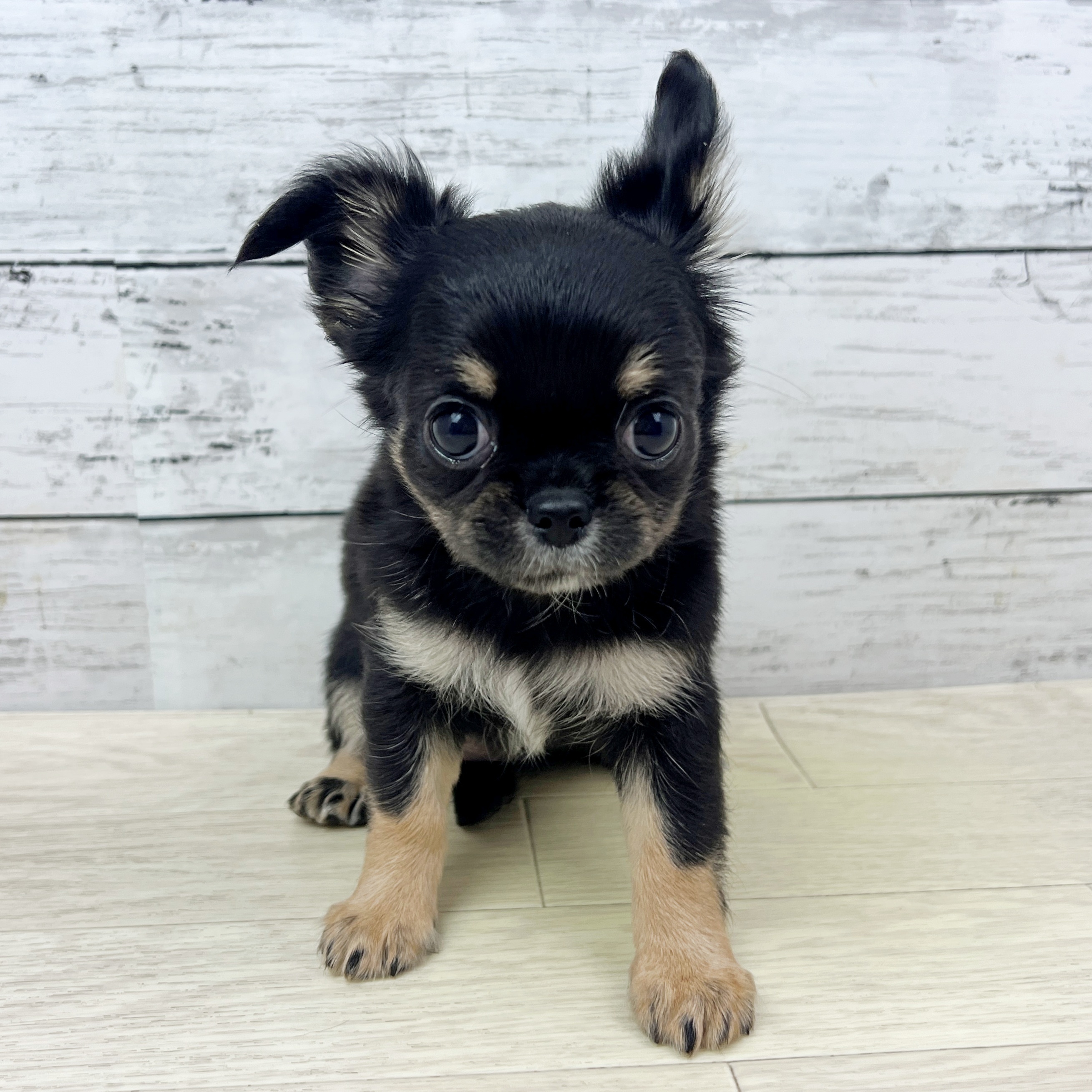 ブラックタン チワワ パピーぬいぐるみ ブラック(黒系)のチワワ