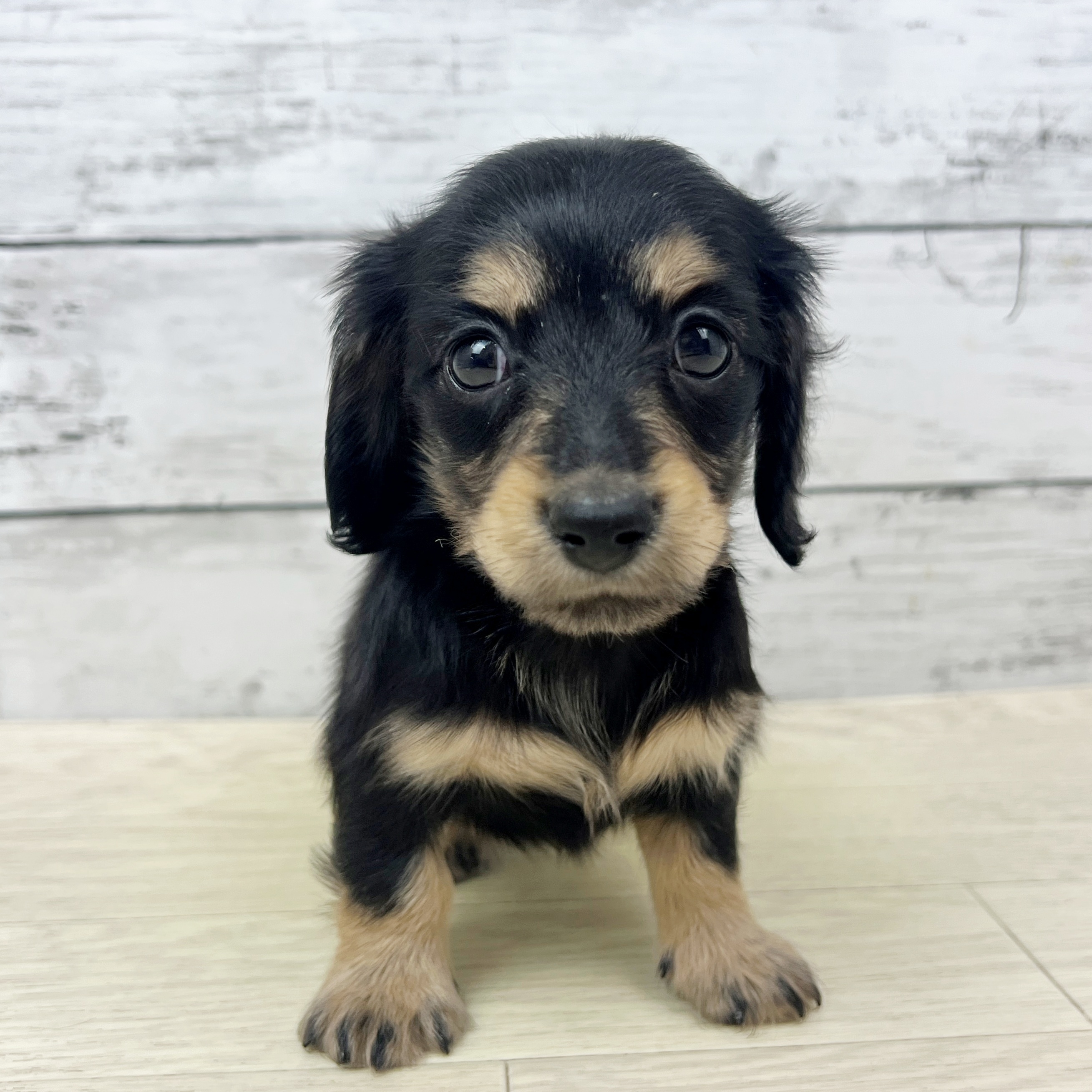 兵庫県のミニチュアダックスフンド(ロング) (犬の家＆猫の里川西店/2025年8月14日生まれ/女の子/ブラックタン)の子犬