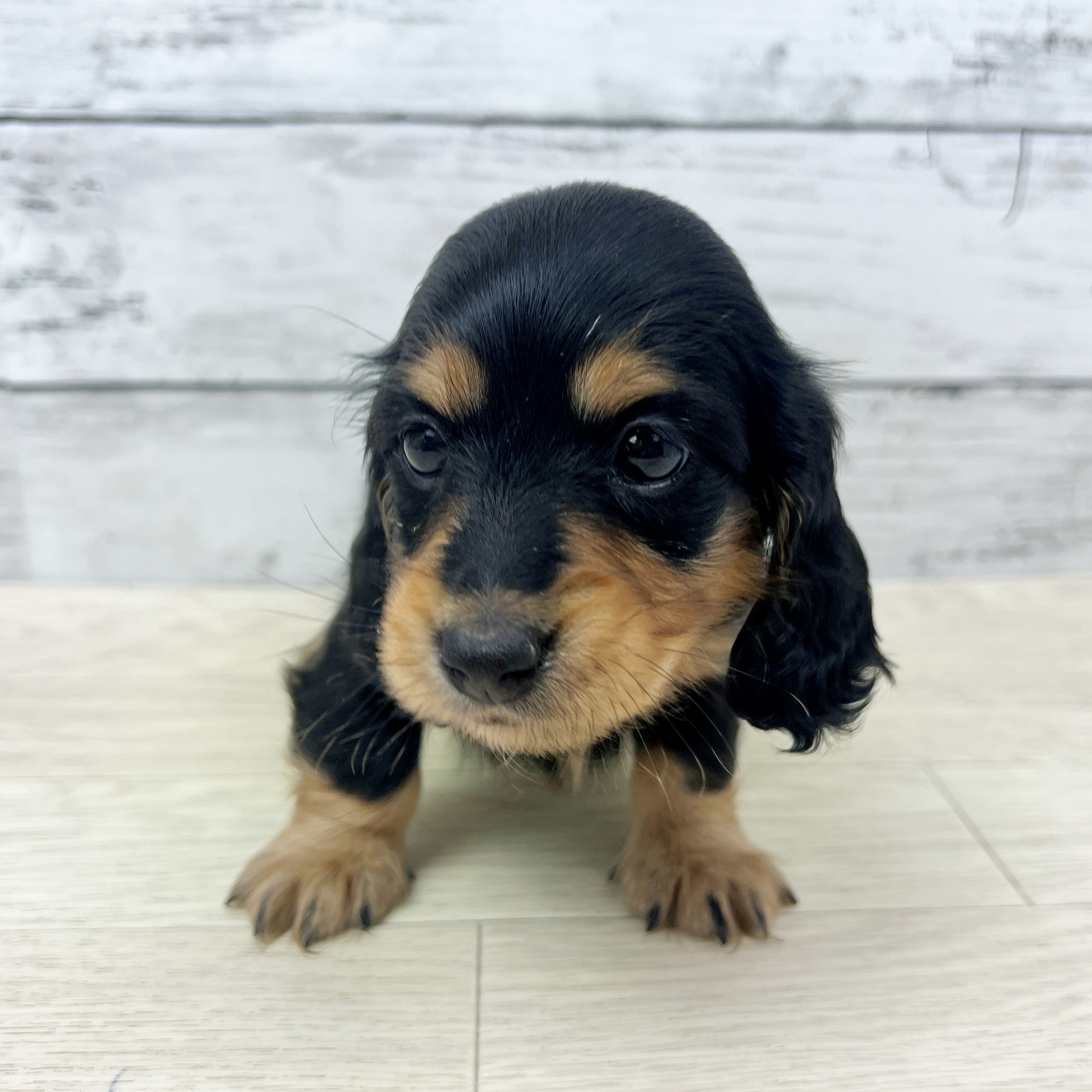 兵庫県のミニチュアダックスフンド(ロング) (犬の家＆猫の里川西店/2025年8月12日生まれ/女の子/ブラックタン)の子犬